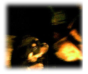 Howler and His Daddy (Rottweilers)
