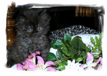 Layla (Persian)