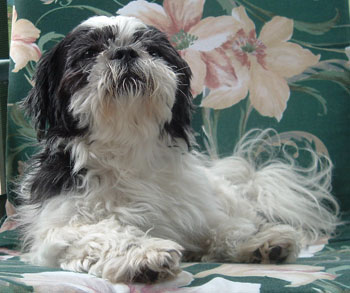 why does my shih tzu follow me everywhere luckie shih tzu thriftyfun why does my shih tzu follow me everywhere luckie shih tzu thriftyfun