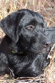 Master Baxter (Labrador Retriever)