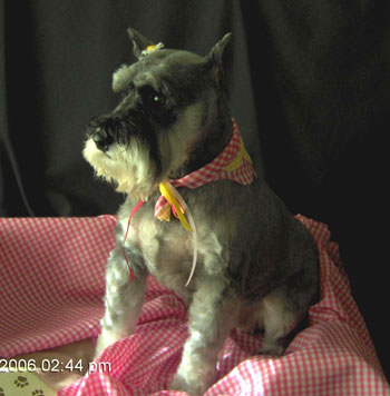 Taking Good Pet Photos