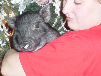 BettyBoots - Potbelly Pig