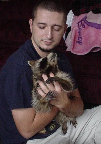 friendly raccoon