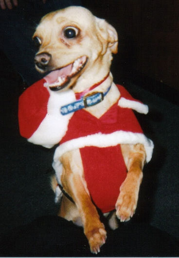 Sable's Christmas Picture