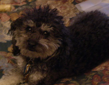 Samson - Cockapoo