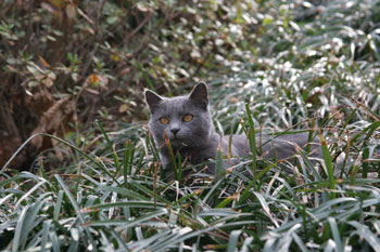 Shadow in Camouflage