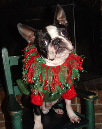 Spooky - Boston Terrier