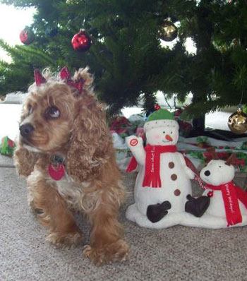 Star by the Tree