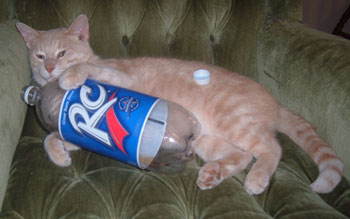 Kitty with the Pop