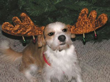 Zeak (Beagle/Terrier Mix)