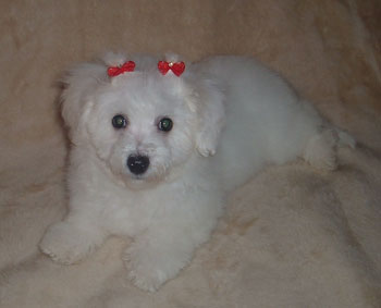 Zoey - Bishon Frise