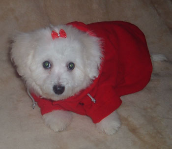 Zoey - Bishon Frise