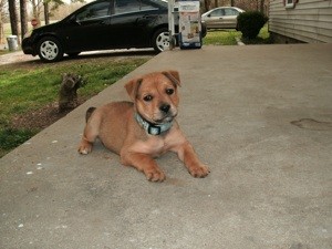 What Breed is My Dog?