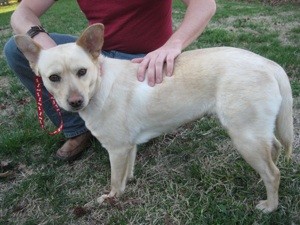 What Breed is My Dog?