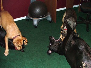 Parker, Rosie, Emma and Ginger (Dogs Playing)