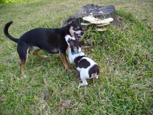 Puppy is Aggressive Towards Other Dog