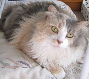Alice the Cat
