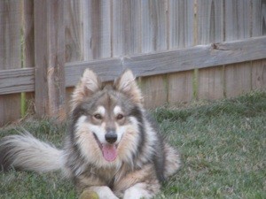 What Breed is My Dog?