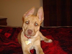 Puppy Won't Stop Biting People