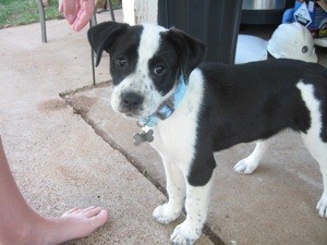 What Breed is My Dog?