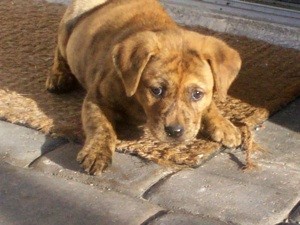 What Breed is My Dog? (Sharpei Mix)