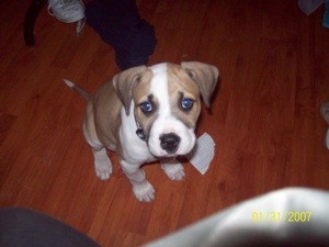 What Breed is My Dog?
