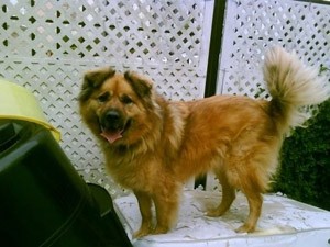 Bubba (Chow/Golden Retriever)