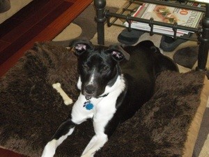 What Breed is My Dog?