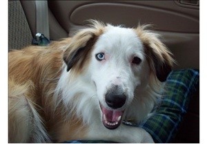 Name Ideas for a Pet Food Pantry