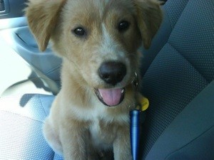 What Breed is My Dog?