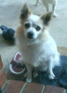 What Breed is My Dog?