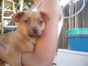 What Breed is My Dog?