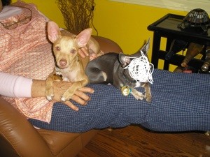 How Much Should a Chihuahua Weigh?