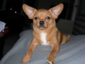 Natural Remedies for Dog's Dermatitis