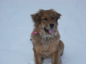 What Breed is My Dog?