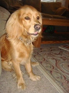 What Breed is My Dog?