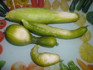Cucumbers Have White Spots