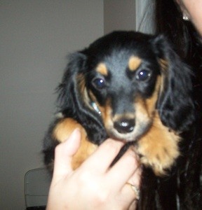 How Big Will My Dog Get?