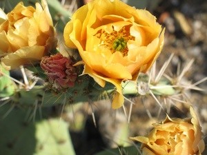 Garden: Desert Flowers