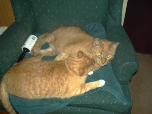 Low Cost Insulin for Cats
