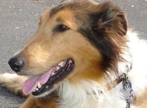 Home Remedy for Dog Mange