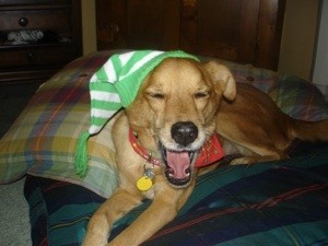 My Dog Has Colitis