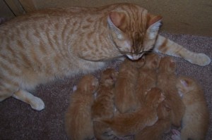 Kittens With Fleas