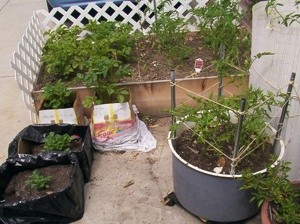 Raised Veggie Garden