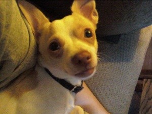 Getting Help With Vet Bills