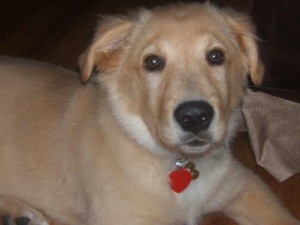 What Breed is My Dog?