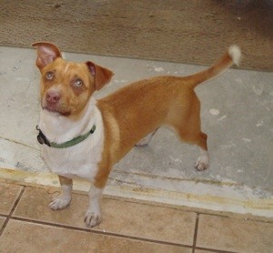 What Breed is My Dog?