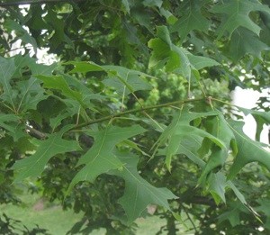 Sweet Gum Tree Losing Leaves