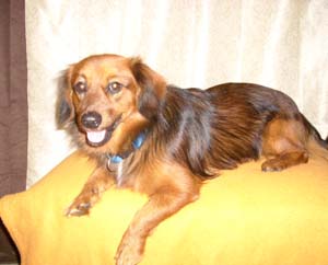 Heisman (Pomeranian/Dachshund Mix)