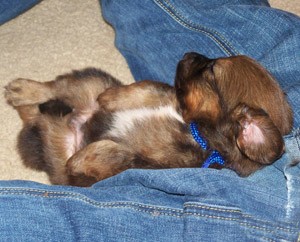 Heisman (Pomeranian/Dachshund Mix)